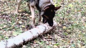 Собака лает на дерево