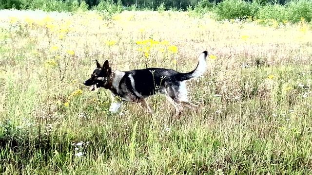 Тихо сам с собою я играю смотреть онлайн