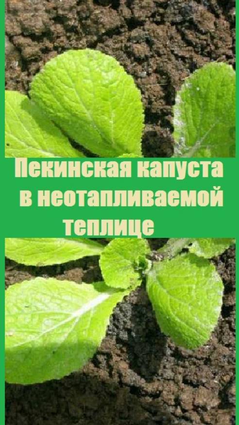 Пекинскую капусту ВЫНЕСЛА В НЕОТАПЛИВАЕМУЮ ТЕПЛИЦУ, дома она гибнет!!!