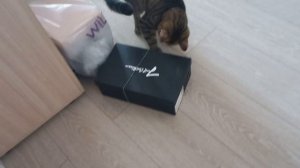 Кот оттягивает резинку на коробке