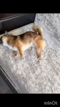 Пёсик после принятия ванны))))