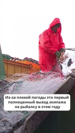 Курильский улов: ПБС-ки добывают тонны минтая и трески в водах Итурупа!