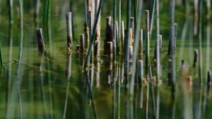 13365407_4096_2160_30fps (1)