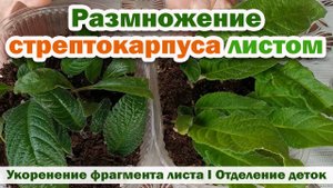 РАЗМНОЖЕНИЕ стрептокарпуса ЛИСТОМ. Укоренение листа стрептокарпуса