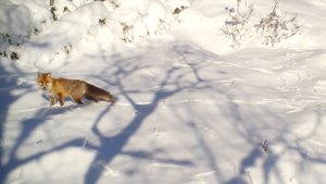 След лисы: кадры, полные гармонии и красоты заснеженого леса