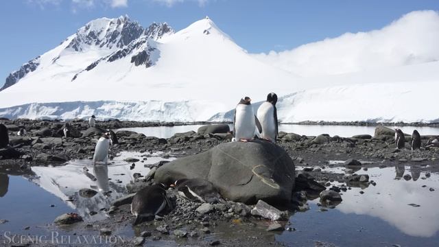 4К Антарктида - Красивая природа и спокойная музыка которая подойдет для отдыха, медитации и сна