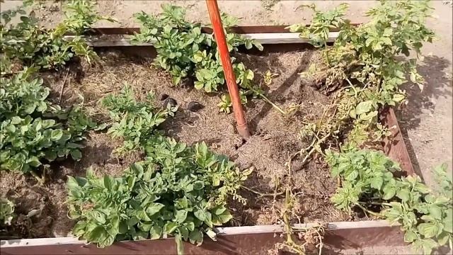 Восточный Казахстан Ранний картофель 2021 смотреть онлайн