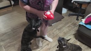 новые игрушки для детей это страшное зрелище 
кому-то яйцо а кому-то колбаса