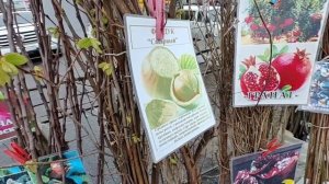 Саженцы 2.mp4