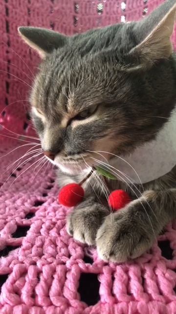 🐾 Кошки во времена викингов 📚