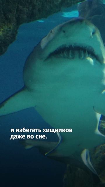 Невероятные способности животных смотреть онлайн