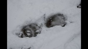 Когда рождаются медведи