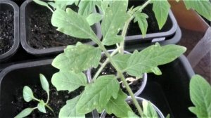 Если на листьях рассады помидоров желтые пятна