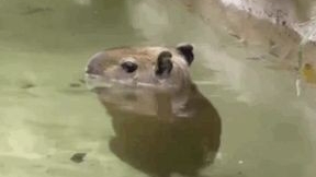 пытаюсь слепить Мими капибару