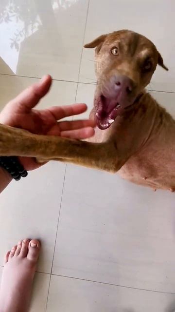 #балидог #дэви #собака #бродяга смотреть онлайн