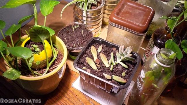 My favorite bright GE grow light смотреть онлайн