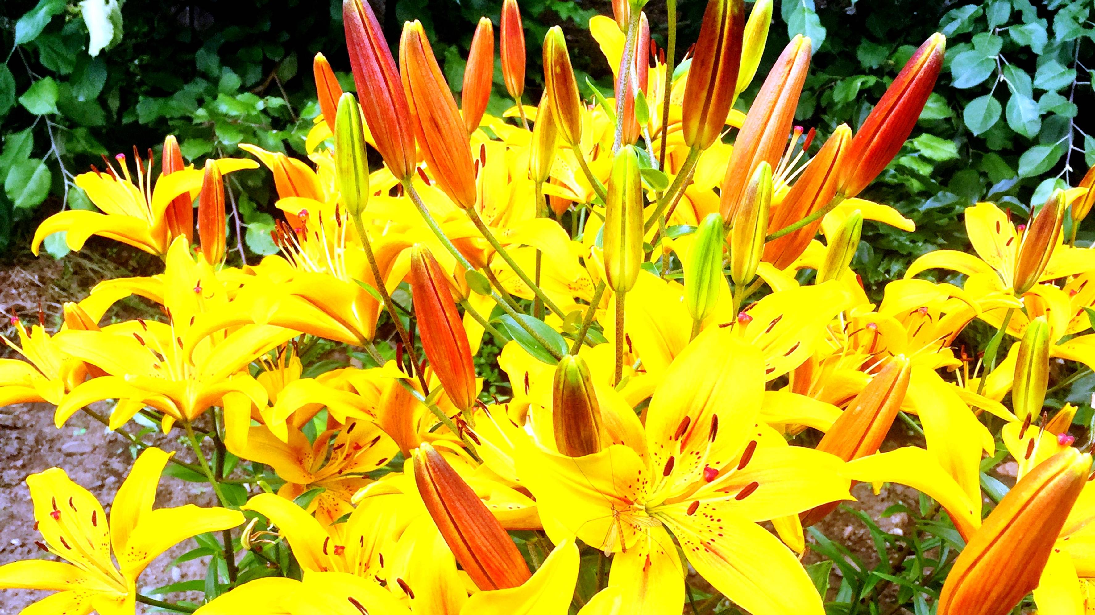 Осень сказочный чертог всем открытый для обзора смотреть онлайн