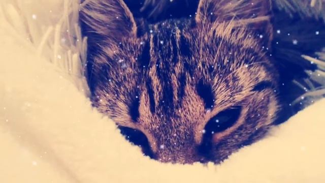 Мои домашние животные смотреть онлайн