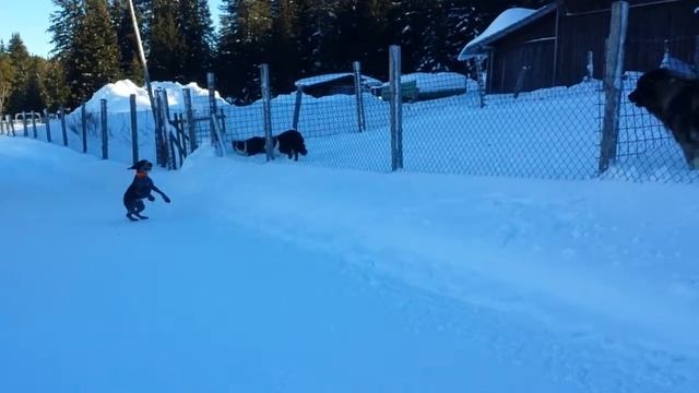 German Shorthaired Pointer - teasing her friends. Horská Kvilda, Šumava National Park. смотреть онлайн