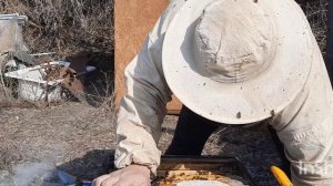 28.03.2025 Пошла пыльца.Закончил весеннюю ревизию.