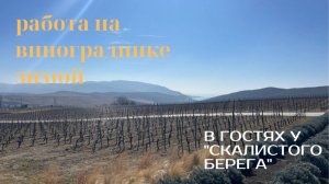 Работа на виноградниках зимой. В гостях у "Скалистого берега"