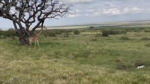 Egypt Kenia Long общее