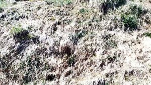 как перезимовала груша Маршал Жуков