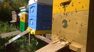 Работа пчел на золотарнике. Ульи Рута. Пчела Карника.