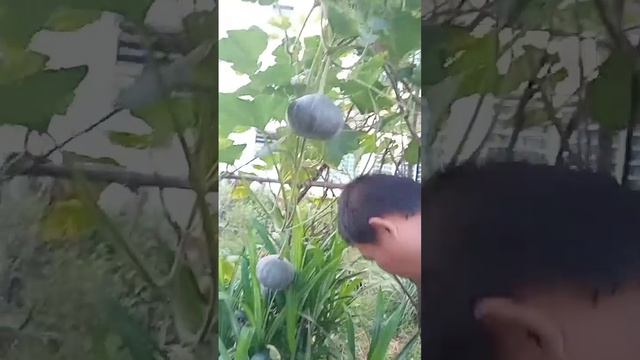 Labu menjadi lagi,labu Jepun sedap mahal di pasaran.