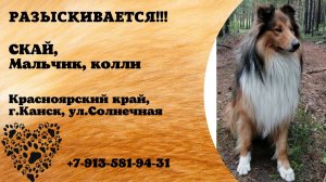 Пропала собака! СКАЙ. Мальчик. Колли. Красноярский край, г. Канск
