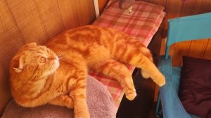 Девчонка-вареная сгущёнка🥰😺