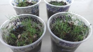 Елкам из семян два месяца