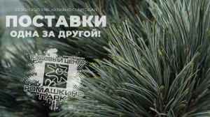 Поставка Хвойных деревьев и кустарников 28 марта