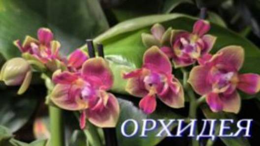 №1054/ СВЕЖАЯ поставка ОРХИДЕЙ в маг. ОРХИДЕЯ
