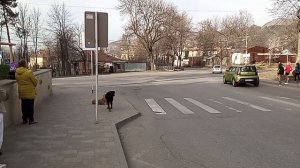 Кисловодск-город бродячих собак!!!28.03.2025 г.