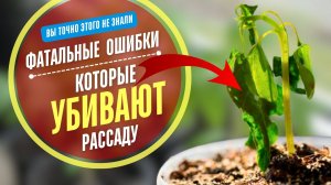 🌱🍅 НОВЫЕ СЕКРЕТЫ ВЫРАЩИВАНИЯ НИЗЕНЬКОЙ И КРЕПКОЙ РАССАДЫ