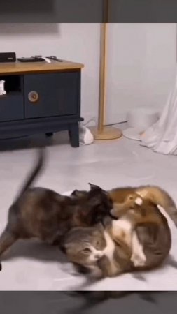 Нокаут))