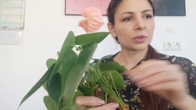 Как размножить Антуриум делением? Как делить Антуриум?