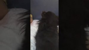 СОБАКА ИЗВИНЯЕТСЯ ПЕРЕД ХОЗЯИНОМ