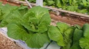 Пекинская капуста Капелла F1 в  теплице