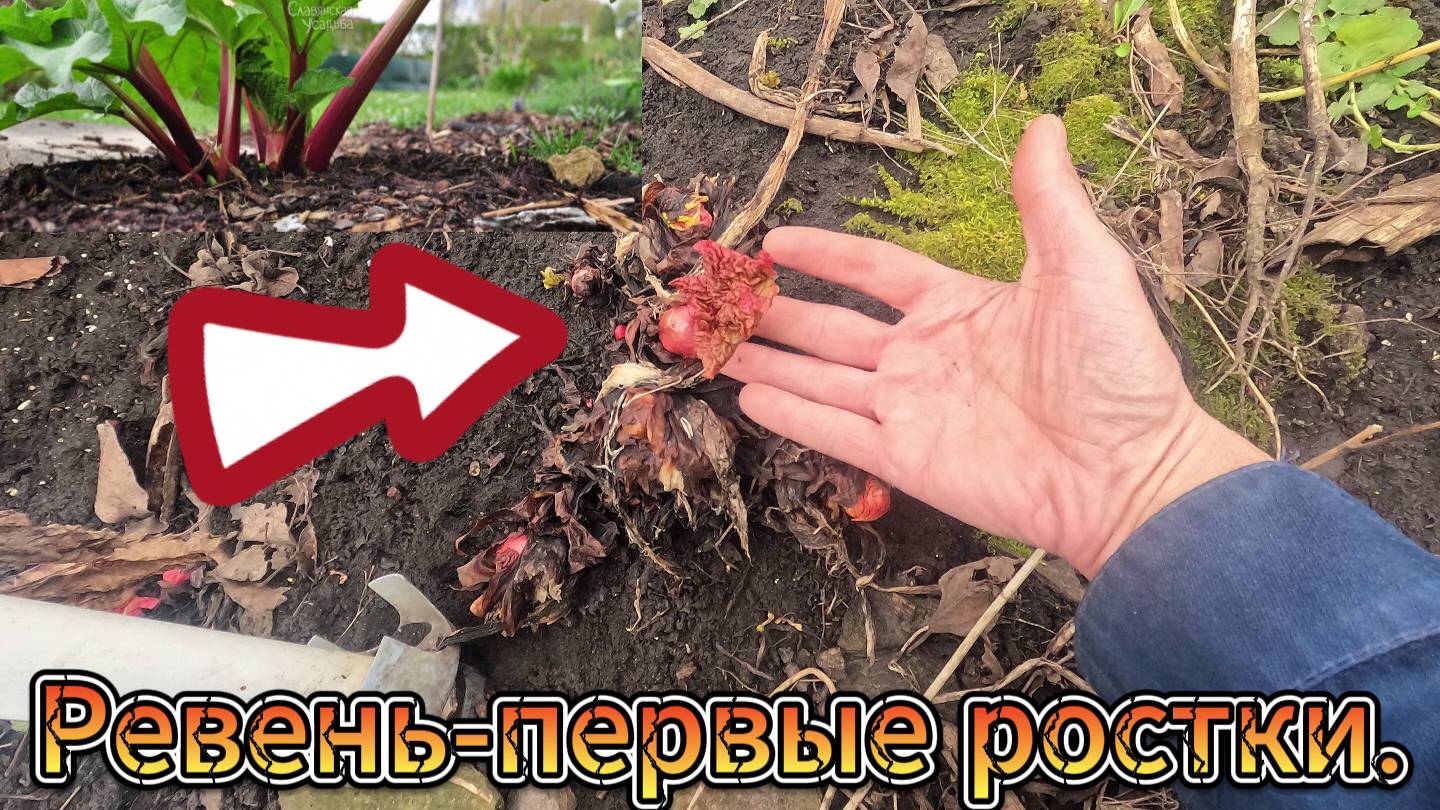 Ревень - первые ростки.