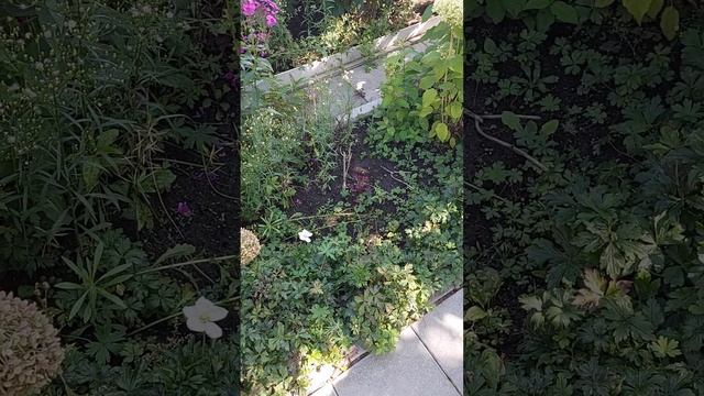 Сад с хвойными, гортензиями и розами ч.59 Новосибирск