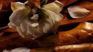 Vinicio Capossela - Solo mia