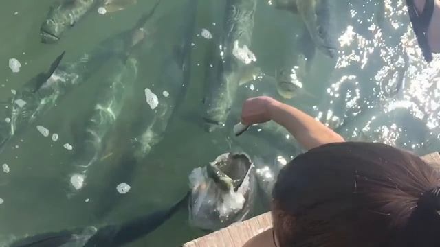 Tarpon Islamorada Slomo смотреть онлайн