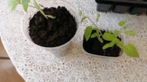 Рассада. Не так и легко её вырастить.