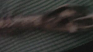 Lucius Malfoy Walking Stick Review