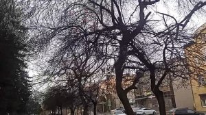 Кисловодск. На ул. Губина сухие 🌲🌳деревья, ветки, но пилить некому!!! 28.03.2025 г.