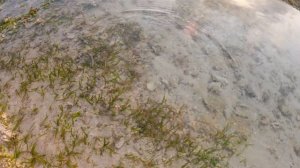 Я НА ДНЕ ОКЕАНА! Что такое отлив? Охота на краба 🦀Собираю ракушки🐚