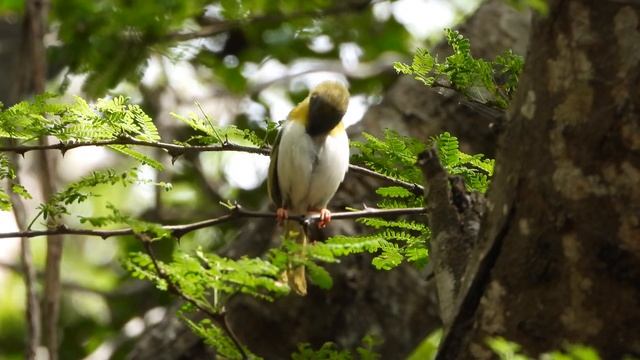 Yellow-breasted Apalis 4K смотреть онлайн