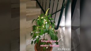 Как Я выращивал  острый перец в горшках   (эксперимент)